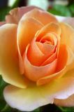 orange_rose_in_bloom